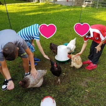 Was für ein Gegacker ... Hühner zu Besuch!