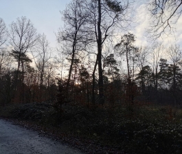 Waldtag 09